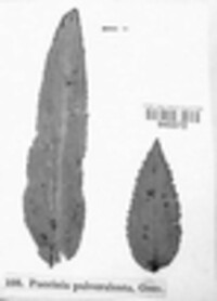 Puccinia pulverulenta image